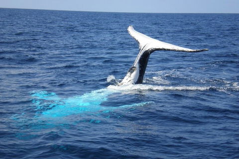 Whale Watching Jervis Bay - Rental Cars 0