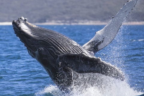 Whale Watching Jervis Bay - Rental Cars 2