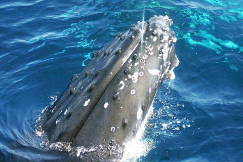 Whale Watching Jervis Bay - Rental Cars 3