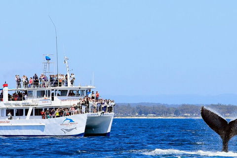 Whale Watching Jervis Bay - Rental Cars 4