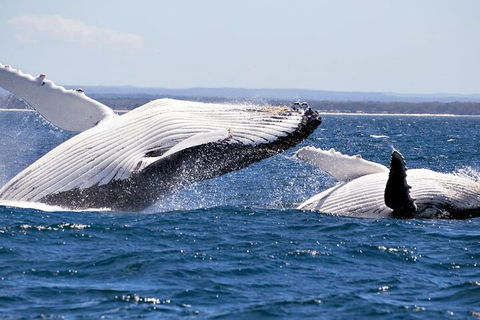 Whale Watching Jervis Bay - Rental Cars 5