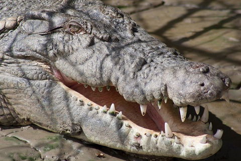 Whitsunday Crocodile Safari Including Lunch - Rental Cars 1