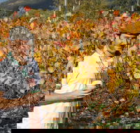 Signature Tour - Rental Cars