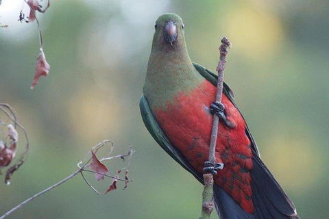 Inside The Greater Blue Mountains World Heritage - A Wildlife Safari Overnight - Rental Cars 0