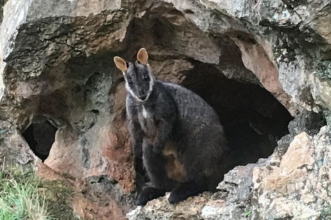 Inside The Greater Blue Mountains World Heritage - A Wildlife Safari Overnight - Rental Cars 1