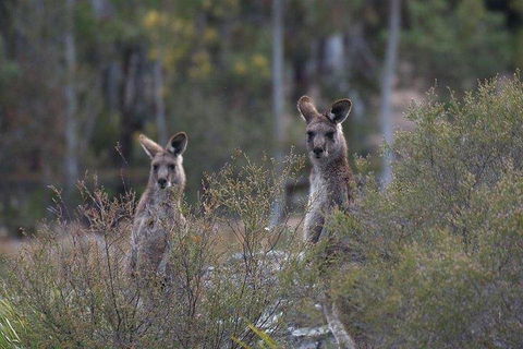 Inside The Greater Blue Mountains World Heritage - A Wildlife Safari Overnight - Rental Cars 2