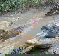 Top End Waterfalls and Wetlands - Rental Cars