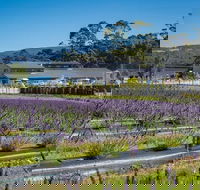 Private Hobart Discover South East Food and Scenic Tour - Rental Cars