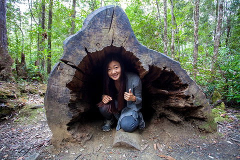Tahune Airwalk Active Day Trip From Hobart Including Hastings Caves - Rental Cars 2