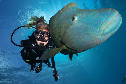 Great Barrier Reef Snorkeling And Diving Cruise From Cairns - Rental Cars 0