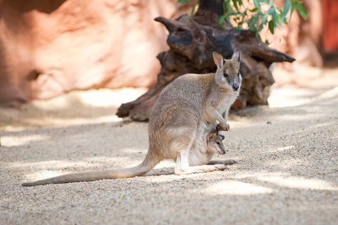 WILD LIFE Sydney Entrance Ticket - Rental Cars 2