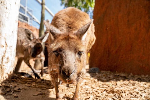 WILD LIFE Sydney Entrance Ticket - Rental Cars 3