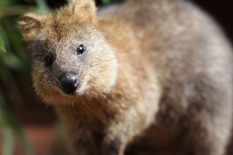 WILD LIFE Sydney Entrance Ticket - Rental Cars 4