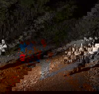 Alice Springs Desert Park Nocturnal Tour - Rental Cars