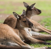 Private Ballarat and Sovereign Hill Tour from Melbourne - Rental Cars