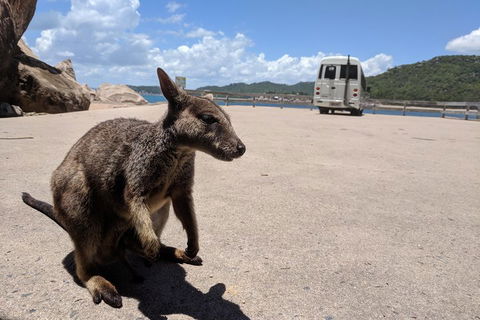 Magnetic Island Tour: Maggie Comprehensive - Rental Cars 0