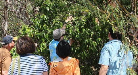 Magnetic Island Tour: Maggie Comprehensive - Rental Cars 4