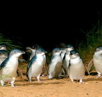 Puffing Billy Moonlit Sanctuary  Penguins Day Tour - Rental Cars