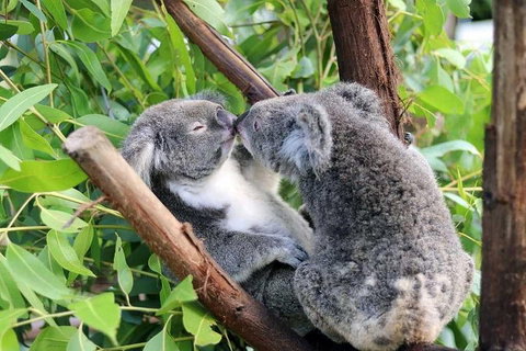 Classic Kuranda By Skyrail And Scenic Railway Including Rainforestation, Koala And Wildlife Park And Pamagirri Aboriginal Experi - Rental Cars 3