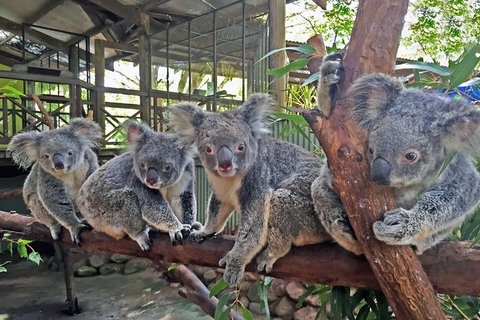 Best Of Kuranda Including Skyrail, Kuranda Scenic Railway And Rainforestation - Rental Cars 4