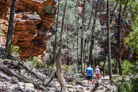 6-Day Eyre Peninsula & Flinders Ranges Adventure Tour - Rental Cars 5