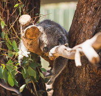 Melbourne City Tour and Phillip Island in One Day - Rental Cars