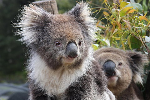 Kuranda Koala Gardens And Birdworld Admission Tickets - Rental Cars 0