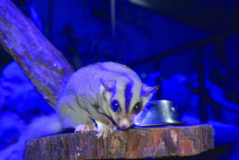 Kuranda Koala Gardens And Birdworld Admission Tickets - Rental Cars 1