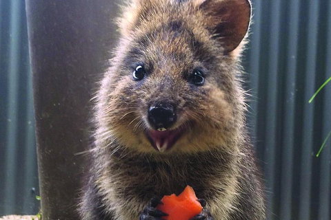Kuranda Koala Gardens And Birdworld Admission Tickets - Rental Cars 2