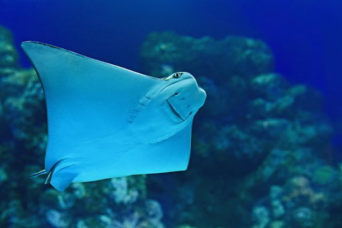 Cairns Aquarium Admission Ticket - Rental Cars 2