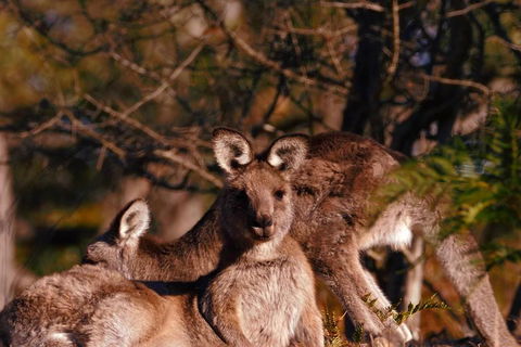 Wild Australian Wildlife 4WD Tour From Sydney - Rental Cars 3