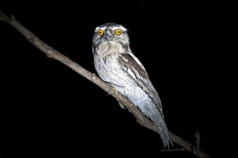 Wild Australian Wildlife 4WD Tour From Sydney - Rental Cars 4