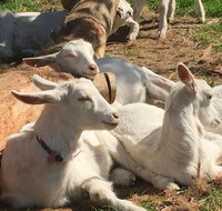 Mornington Peninsula Winery Tours with Cheese Chocolate Tastings from Melbourne - Rental Cars