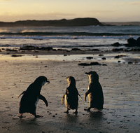 Phillip Island Penguin Parade Day Trip with Koala Conservation Reserve Visit - Rental Cars
