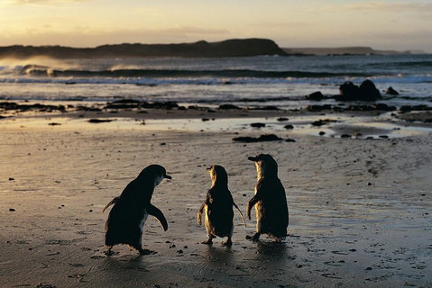 Phillip Island Penguin Parade Day Trip With Koala Conservation Reserve Visit - Rental Cars 0
