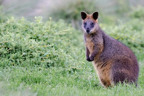 Phillip Island Penguin Parade Day Trip With Koala Conservation Reserve Visit - Rental Cars 1