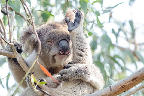 Phillip Island Penguin Parade Day Trip With Koala Conservation Reserve Visit - Rental Cars 2