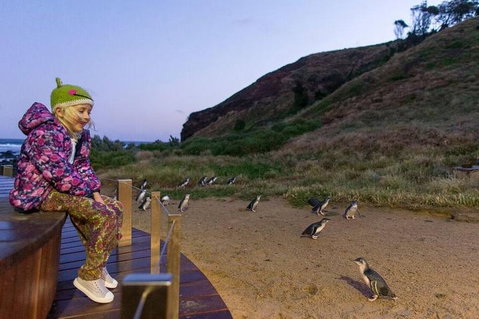 Phillip Island Penguin Parade Day Trip With Koala Conservation Reserve Visit - Rental Cars 3