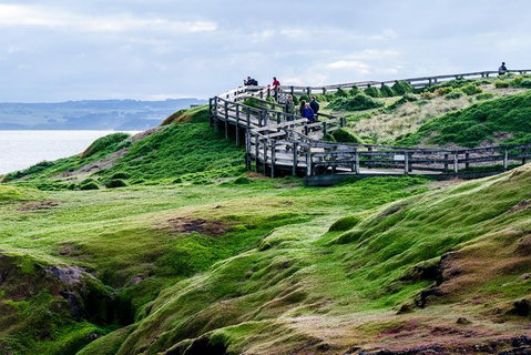 Phillip Island Penguin Parade Day Trip With Koala Conservation Reserve Visit - Rental Cars 4