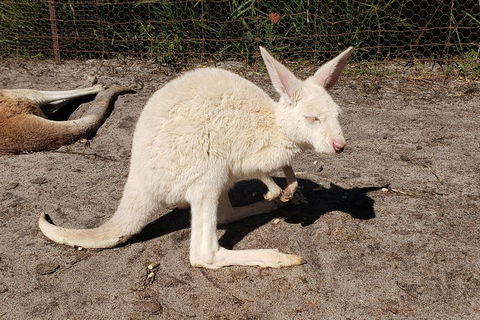 Very Best Of Perth Tour - Wildlife Park & City Highlights Tour - Rental Cars 3