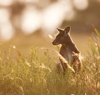 Sunset Blue Mountains Wilderness  Wildlife Tour without the crowds - Rental Cars
