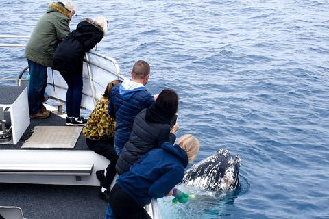 Phillip Island Whale Watching Tour - Rental Cars 1