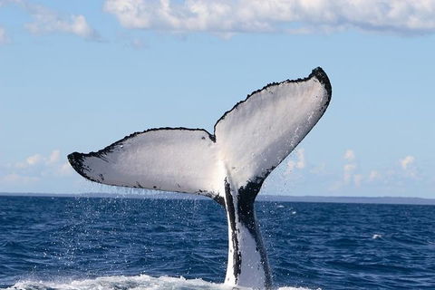 Phillip Island Whale Watching Tour - Rental Cars 3