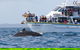 Phillip Island Whale Watching Tour - thumb 4