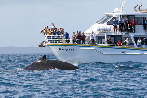 Phillip Island Whale Watching Tour - Rental Cars 4