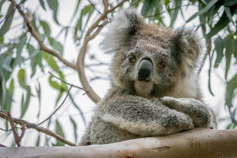 Great Ocean Road & Grampians National Park Tour - 3 Days, 2 Nights - Rental Cars 2