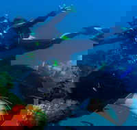 Scuba Dive the S.S. Yongala Wreck on the Great Barrier Reef. - Rental Cars