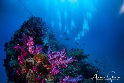 Scuba Dive The S.S. Yongala Wreck On The Great Barrier Reef. - Rental Cars 2