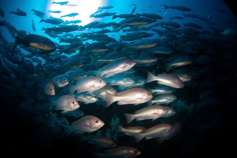 Scuba Dive The S.S. Yongala Wreck On The Great Barrier Reef. - Rental Cars 4