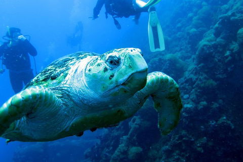 Scuba Dive The S.S. Yongala Wreck On The Great Barrier Reef. - Rental Cars 5